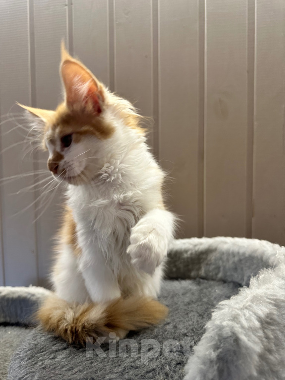 Кошки в Москве: Котята мейн кун Девочка, 50 000 руб. - фото 4