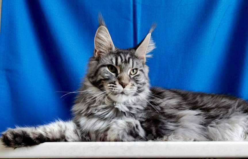 Кошки в Санкт-Петербурге: Подрощенная девочка Девочка, 25 000 руб. - фото 2