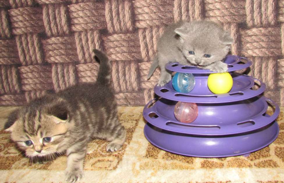 Кошки в Санкт-Петербурге: для раннего бронирования Мальчик, Бесплатно - фото 4