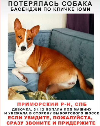 Собаки в Санкт-Петербурге: Пропала собачка Девочка, 100 000 руб. - фото 2
