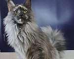 Кошки в Уфе: Кошечка мейнкун ищет новый дом Девочка, 20 000 руб. - фото 6
