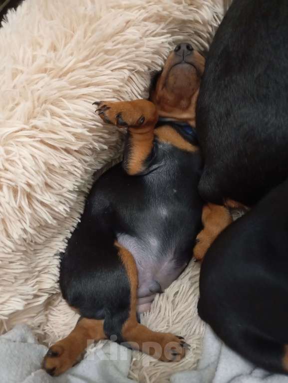 Собаки в других городах Краснодарского края: Крепкий Мальчуган Ной Неман Мальчик, 35 000 руб. - фото 4