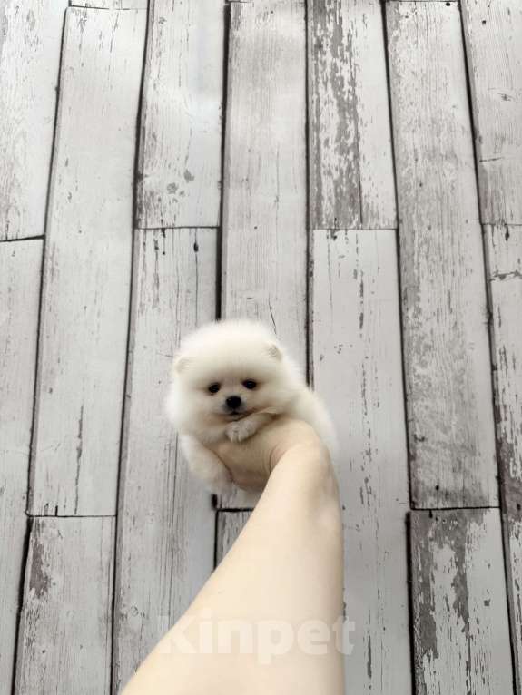 Собаки в Москве: Милая малышка Девочка, 30 000 руб. - фото 1