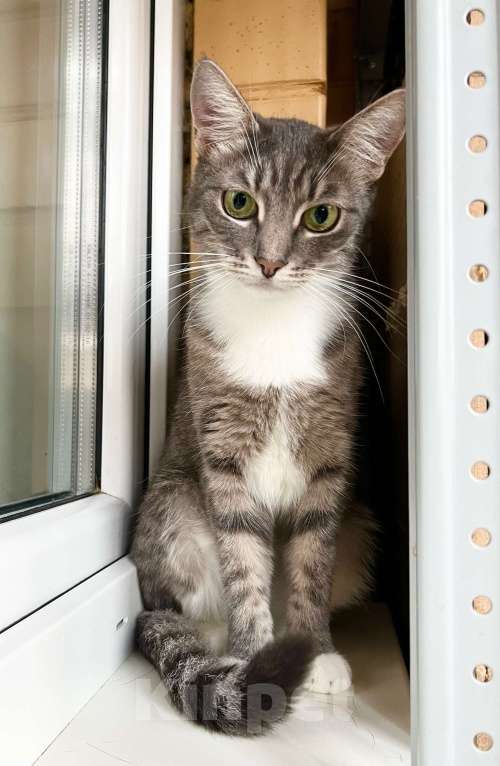 Кошки в Москве: Изящная полосатая кошечка Шурочка ищет дом, в добрые руки  Девочка, Бесплатно - фото 5