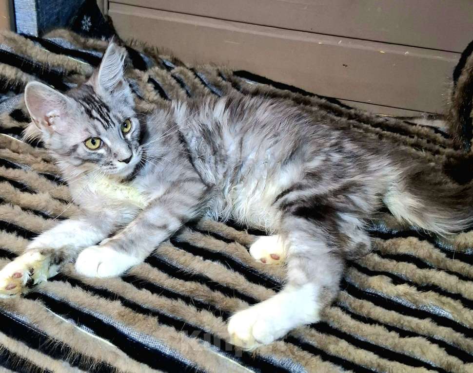 Кошки в Санкт-Петербурге: котята мейн кун Девочка, 40 руб. - фото 3