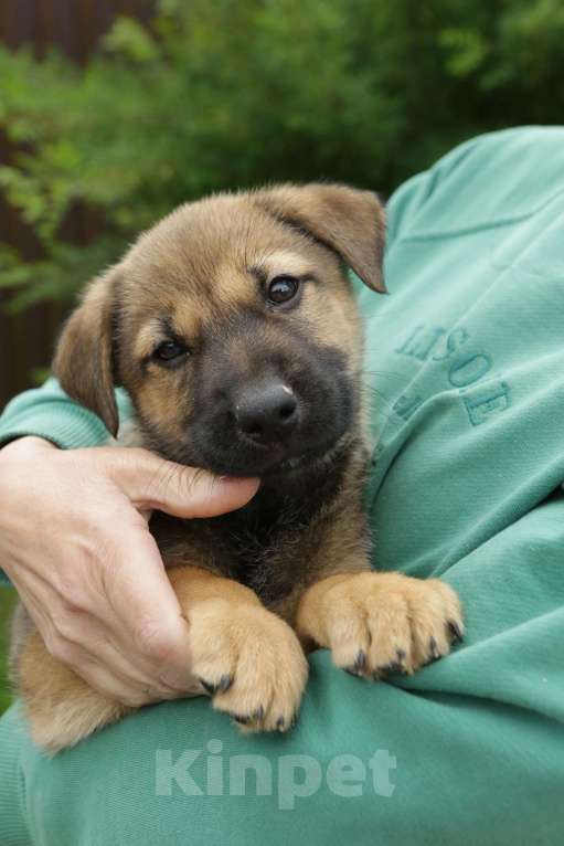 Собаки в Санкт-Петербурге: Отдам щенка бесплатно Мальчик, Бесплатно - фото 3