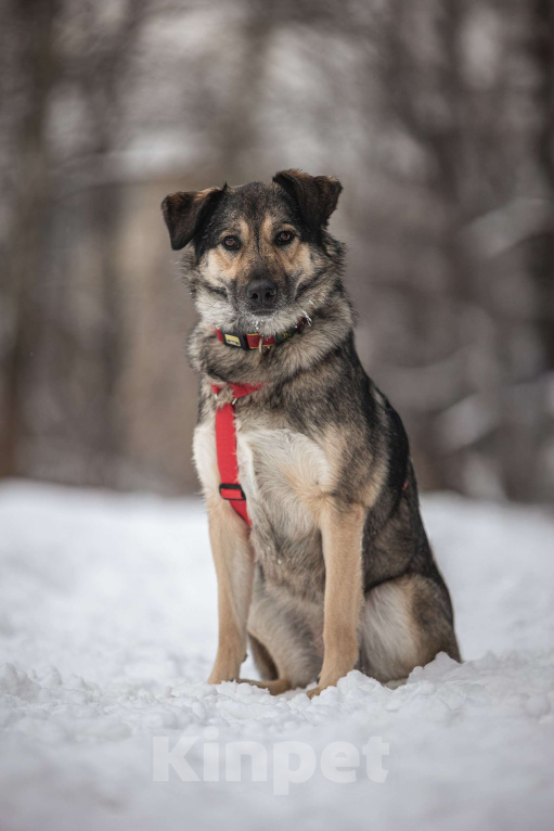 Собаки в Москве: Энергия Солнца и Нежность Шёлка! Девочка, Бесплатно - фото 1