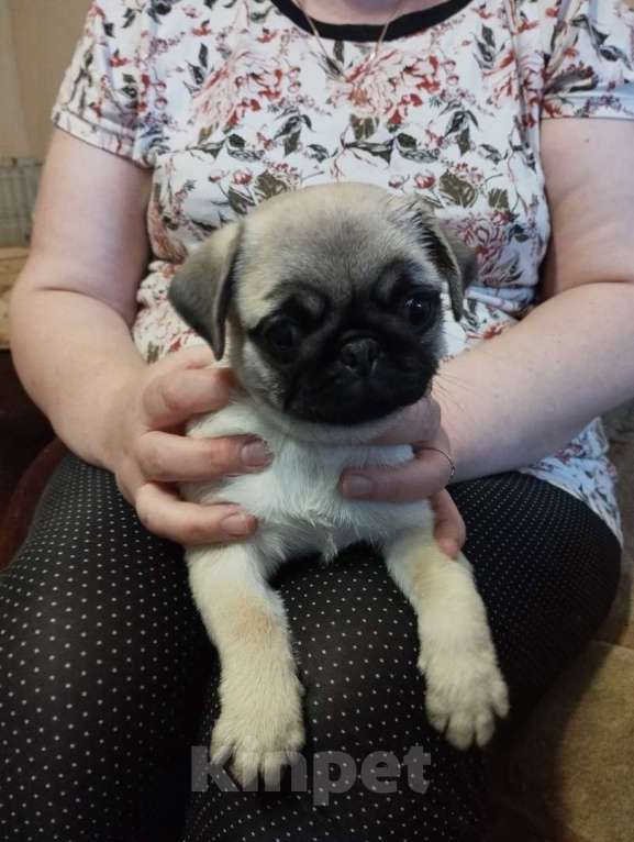 Собаки в Ярославле: Девочка мопса Девочка, 25 000 руб. - фото 2