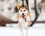 Собаки в Москве: Грациозный Вальс ищет дом Мальчик, Бесплатно - фото 2
