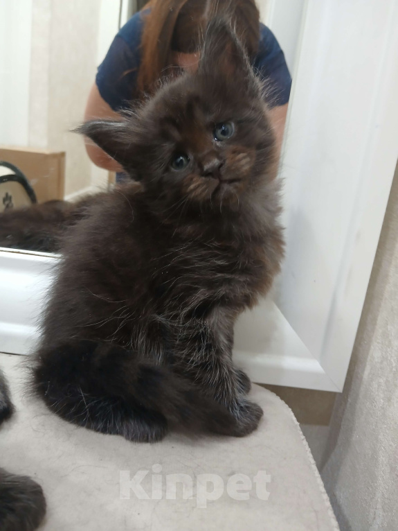 Кошки в Москве: Котята мейн-куны с метрикой Разнополые, 35 руб. - фото 1