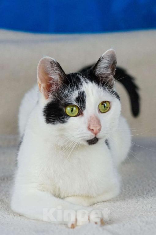 Кошки в Москве: Ласковый котик Амур а добрые руки  Мальчик, Бесплатно - фото 3