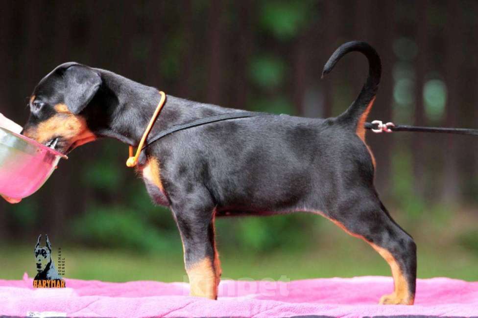 Собаки в Москве: Щенок добермана. Баримар Флоренция Девочка, 120 000 руб. - фото 2