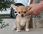 Собаки в Чапаевске: щенок чихуахуа Мальчик, 30 000 руб. - фото 1