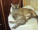 Кошки в Москве: котята бурманской породы, 30 000 руб. - фото 3