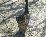 Кошки в Городце: Шотладские полукровки, Бесплатно - фото 2