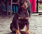 Собаки в Краснодаре: Высокопродные щенки добермана, 50 000 руб. - фото 5