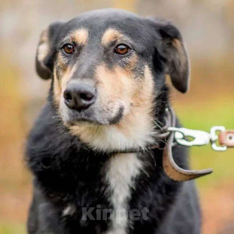 Собаки в Москве: Собака Палкан ищет дом Мальчик, 10 руб. - фото 1
