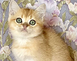 Кошки в Москве: Котик золотая шиншилла  Мальчик, 25 000 руб. - фото 2
