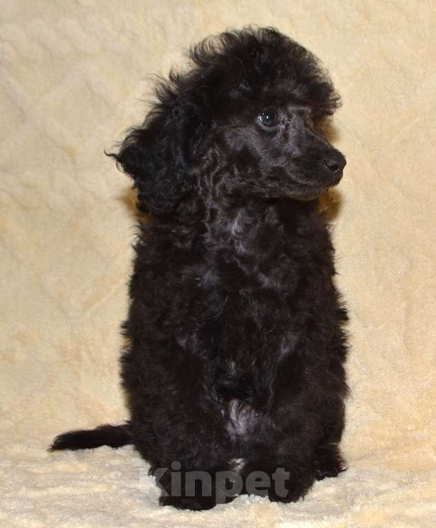 Собаки в Глазове: Ололош и Овечкин, той пудель СКОР Мальчик, 30 000 руб. - фото 5