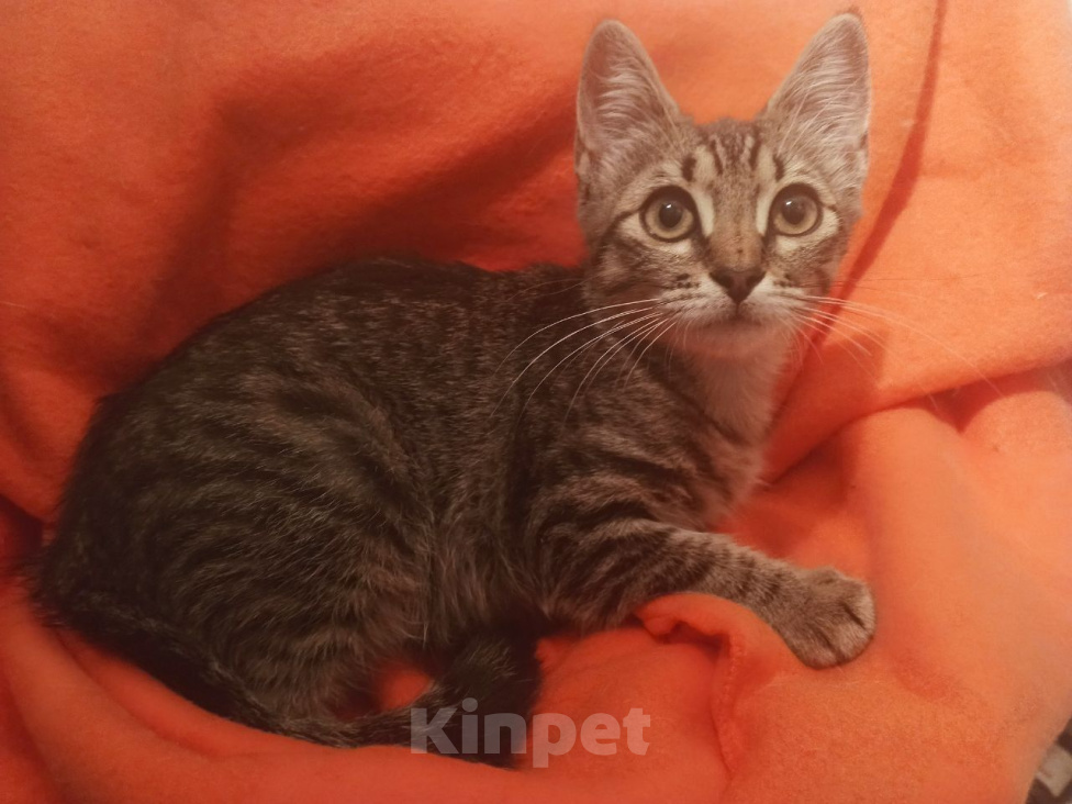 Кошки в Москве: Котенок 3.5 мес Габи ищет дом Девочка, Бесплатно - фото 3