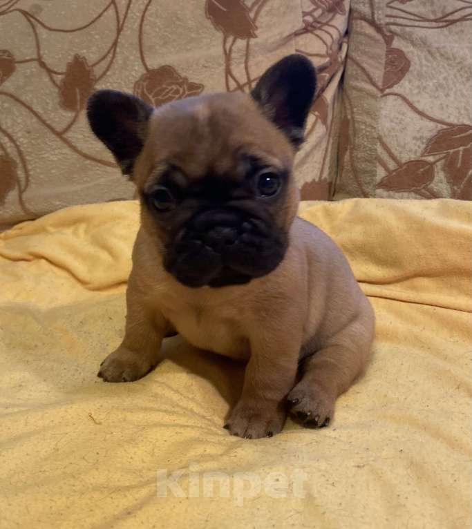 Собаки в Санкт-Петербурге: Очаровательная девочка французик Девочка, 40 000 руб. - фото 5