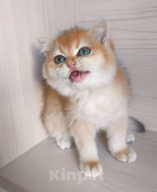 Кошки в Москве: Золотая шиншилла Мальчик, 45 000 руб. - фото 3