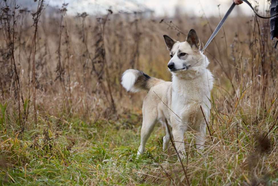 Собаки в Москве: Эльза, собака-принцесса из приюта Девочка, Бесплатно - фото 4