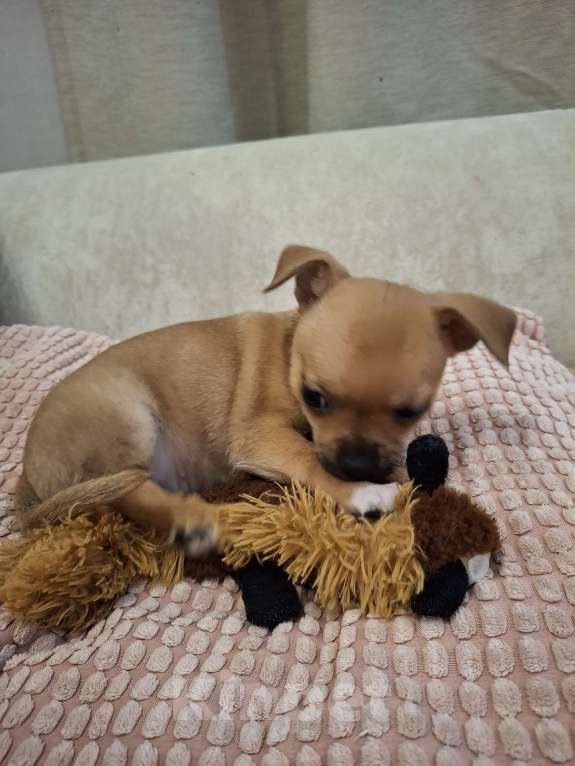 Собаки в Краснодаре: Девочка рыжая Девочка, 10 000 руб. - фото 4