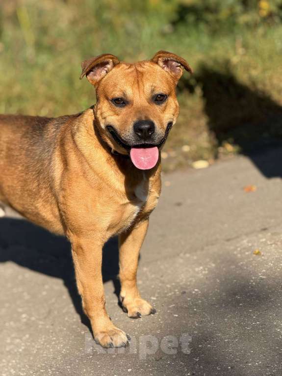 Собаки в Москве: Сэм амстаф Мальчик, Бесплатно - фото 6