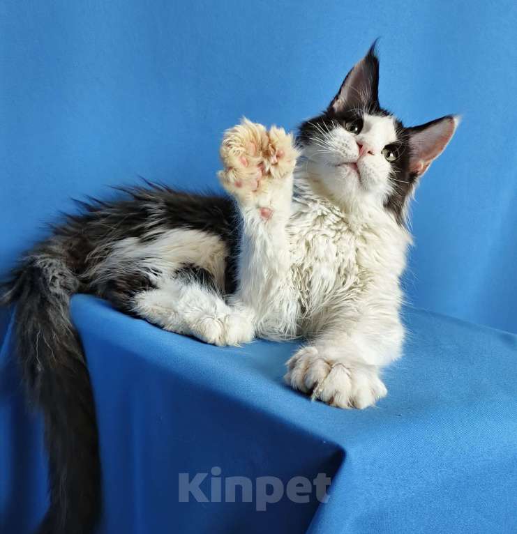 Кошки в Москве: Котёнок Мейн-Кун полидакт 6/6/6/6 Мальчик Мальчик, 70 000 руб. - фото 3