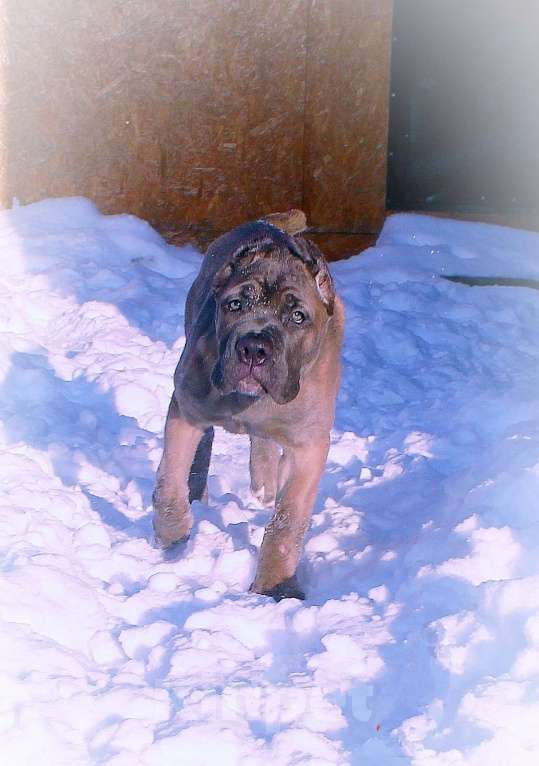 Собаки в Москве: Девочка корсо. Форментино Девочка, 120 000 руб. - фото 4