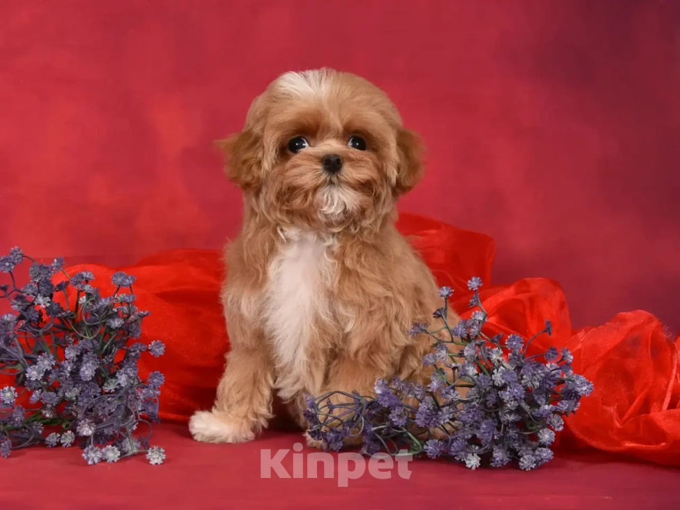 Собаки в Москве: Продается Мальтипу девочка Девочка, 130 000 руб. - фото 1