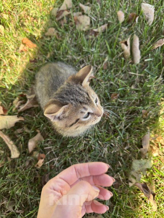 Кошки в Воронеже: Котенок здоровый в добрые руки Мальчик, 12 руб. - фото 9