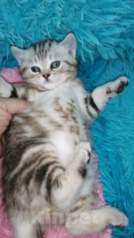 Кошки в Москве: Шотландские котята шиншилла  Девочка, 18 000 руб. - фото 7