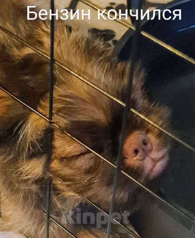 Собаки в Москве: Шоколадный грифон Мальчик, Бесплатно - фото 3