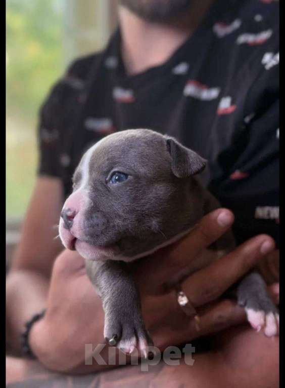 Собаки в Москве: Американские Булли Iris Девочка, 170 000 руб. - фото 2