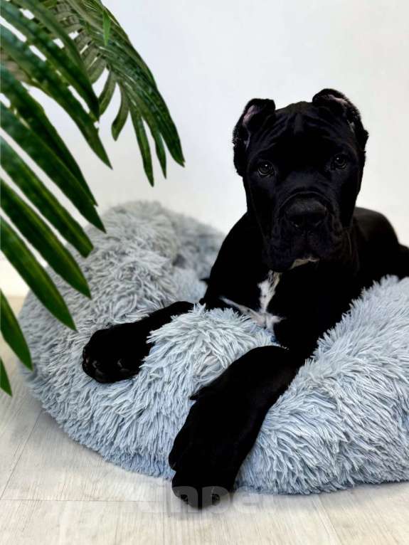 Собаки в Казани: Кобель Кане-Корсо Мальчик, 70 000 руб. - фото 3