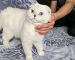 Кошки в Грозном: Котята Мальчик, 30 000 руб. - фото 2