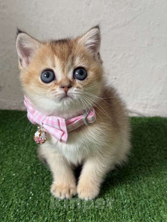 Кошки в Москве: Шотландская прямоухая девочка Девочка, 30 000 руб. - фото 3