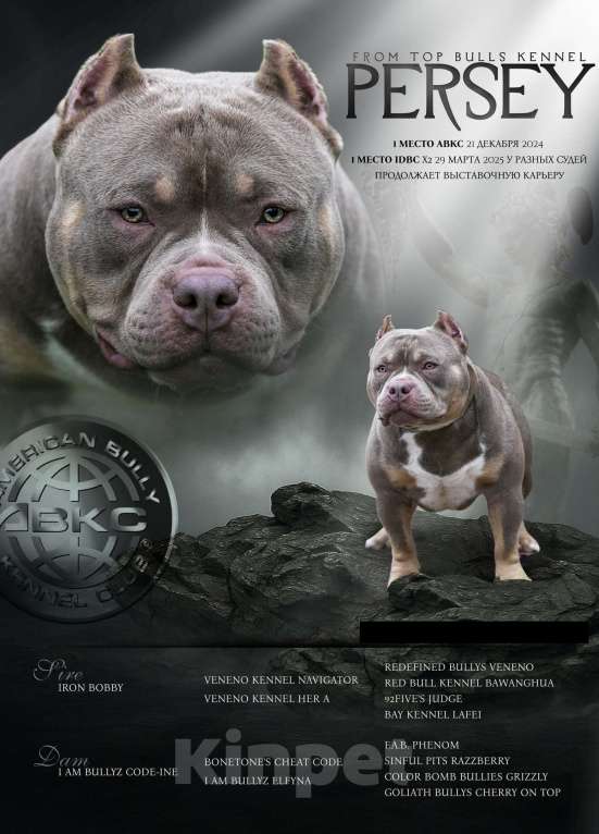 Собаки в Нижнем Новгороде: Вязка американского булли покет Мальчик, 100 000 руб. - фото 1