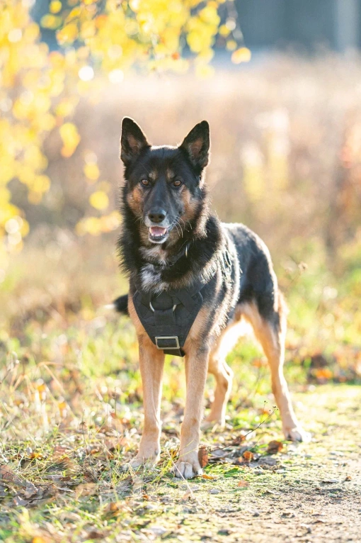 Собаки в Москве: Красавец Арчи Мальчик, Бесплатно - фото 3