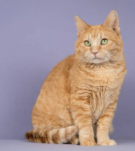 Кошки в Москве: Ярко-рыжая спокойная кошка Роза в добрые руки Девочка, 1 руб. - фото 3