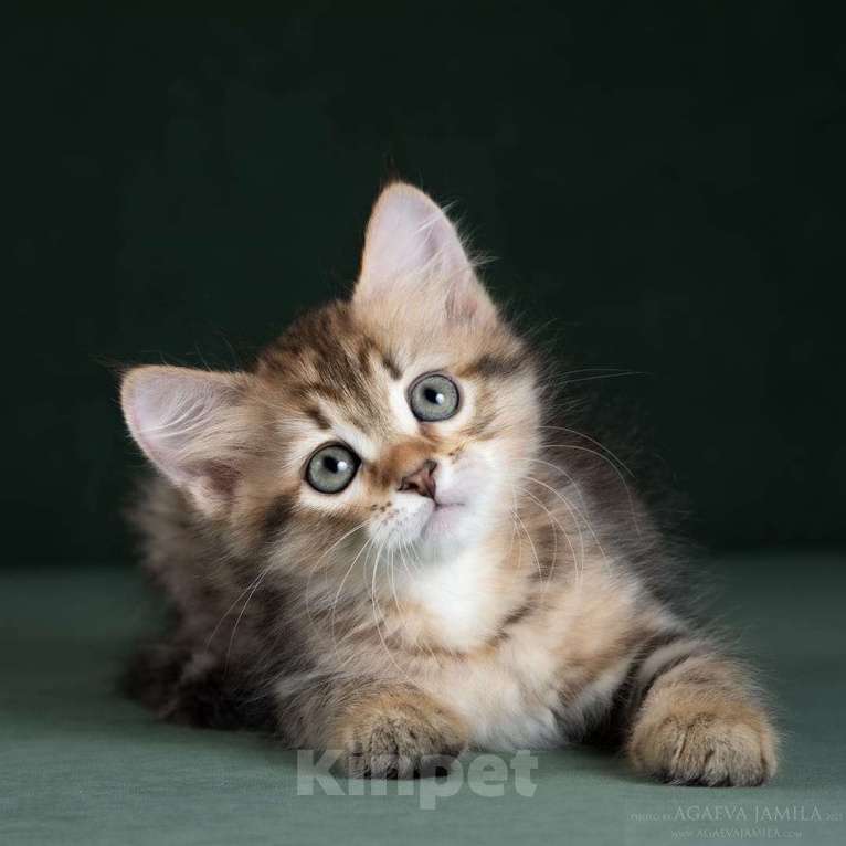 Кошки в Москве: Элитные котята питомник. Кошечка Улана. Девочка, 49 900 руб. - фото 4