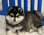 Собаки в Санкт-Петербурге: Мальчик помски Мальчик, 80 000 руб. - фото 6