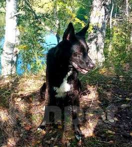 Собаки в Нижнем Новгороде: Пропала Собака .  Вознаграждение 5000   Мальчик, 5 000 руб. - фото 3