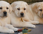Собаки в Владимире: Щенки Лабрадора палевые Девочка, 18 000 руб. - фото 1