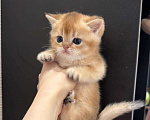 Кошки в Москве: 😺Шотландские котята Мальчик, 30 000 руб. - фото 2