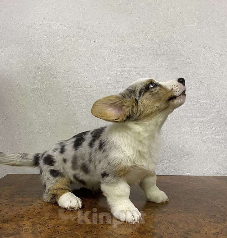 Собаки в Касли: Вельш-Корги Кардиган Разнополые, Бесплатно - фото 6