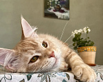 Кошки в Подольске: Котёнок мейн-кун Мальчик, 55 000 руб. - фото 1