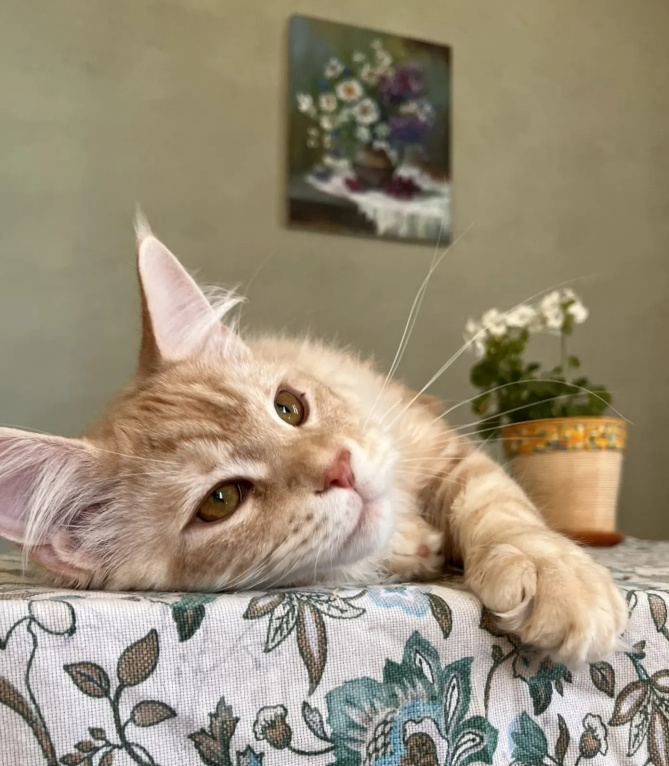 Кошки в Подольске: Котёнок мейн-кун Мальчик, 55 000 руб. - фото 1